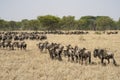 Migrating Wildebeest in the Serengeti