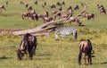 Migration of animals in savanna of Kenya. Africa Royalty Free Stock Photo