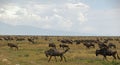 Migration of the antelopes gnu and zebras Royalty Free Stock Photo