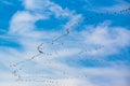 Migration birds in formation flight, flying cranes in blue autumn sky Royalty Free Stock Photo