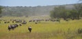 Migration of the buffalo Wildebeest on the plains of Africa.