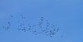 Migration of common cranes flying through European sky - bird flock