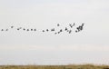 Migration of common eiders above Falsterbo, Sweden Royalty Free Stock Photo