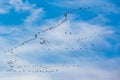 Migration birds in formation flight, flying cranes in blue autumn sky Royalty Free Stock Photo