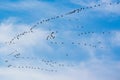 Migration birds in formation flight, flying cranes in blue autumn sky Royalty Free Stock Photo