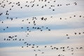 Migration of flock of cranes in the sky