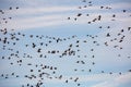 Migration of flock of cranes in the sky