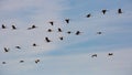 Migration of flock of cranes in the sky