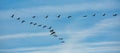 Migration of flock of cranes in the sky