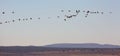 Migration of flock of cranes in the sky