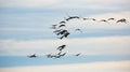 Migration of flock of cranes in the sky