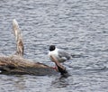 Migration Gull rests on Dryden Lake driftwood log