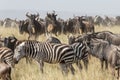 Migration herd of Wildebeest and Zebra in the Serengeti, Tanzania Royalty Free Stock Photo