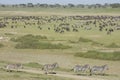 The Migration herds in the Ndutu area, Tanzania Royalty Free Stock Photo