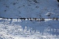 Migration of Ibex. Herd of goats walking on the ridge of the Tien Shan