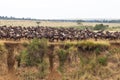 The migration of large herds of wildebeest. Africa Royalty Free Stock Photo