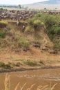 The migration of large herds of wildebeest on Mara River. Africa Royalty Free Stock Photo