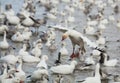 Landing snow goose Royalty Free Stock Photo