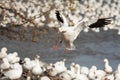 Landing snow goose Royalty Free Stock Photo