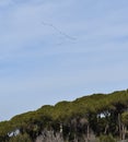 Migration of storks -flight of migrating birds Royalty Free Stock Photo