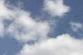 Migration of storks.flock of birds flying in the blue sky, natural background.Storks flying in the blue sky with white clouds. Royalty Free Stock Photo