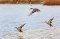 Migration of wild ducks.