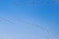 Migration of Wild Geese in Early Spring at Sunrise Royalty Free Stock Photo