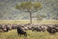 Migration of wildebeast during safari in National Park of Serengeti, Tanzania. Wild nature of Africa Royalty Free Stock Photo