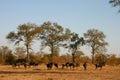 Migration of wildebeest