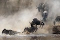 Migration of wildebeest