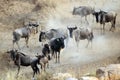 Migration of wildebeest