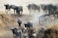 Migration of wildebeest