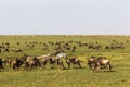 Migration wildebeest and zebras in savanna of Kenya. Africa Royalty Free Stock Photo