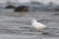 Migratory bird,black-tailed gull. Royalty Free Stock Photo