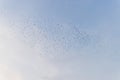 Migratory bird egret fly over sky Royalty Free Stock Photo