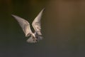 Migratory bird - flying Whiskered Tern Royalty Free Stock Photo
