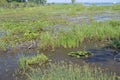 Migratory bird habitat on the edge of lake Erie Royalty Free Stock Photo