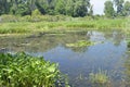 Migratory bird habitat on the edge of lake Erie Royalty Free Stock Photo