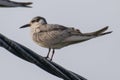 Migratory bird - Whiskered Tern Royalty Free Stock Photo