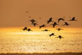 migratory bird landscape in sunrise