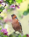 bird male finch sits on the branches of an apple tree with pink flowers in a spring may garden and sings Royalty Free Stock Photo