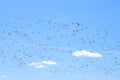 Migratory birds return home in spring to their habitats Royalty Free Stock Photo