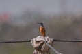 Rock Thrush perched on wire in the farm