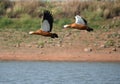 Migratory bird ruddy shall duck in Bhopal