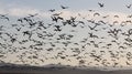 Migratory Bird Silhouettes at Lower Klamath National Wildlife Refuge