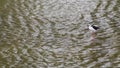 Migratory Bird Wades in the Urban Concrete Los Angeles River