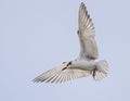 Migratory bird - flying Whiskered Tern Royalty Free Stock Photo