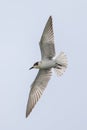 Migratory bird - flying Whiskered Tern Royalty Free Stock Photo