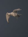 Migratory bird - flying Whiskered Tern Royalty Free Stock Photo