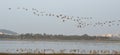 Migratory birds arrival in Bhopal, Madhya Pradesh, India